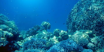 Conservation : le Gabon veut augmenter de 4%, le nombre de ses aires marines protégées