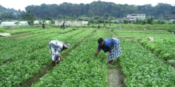 L’Igad face à l’urgence de sa redynamisation