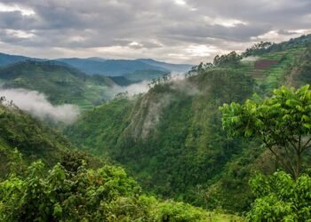 Faune et Flore : 742 nouvelles espèces découvertes dans le bassin du Congo