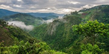 Faune et Flore : 742 nouvelles espèces découvertes dans le bassin du Congo