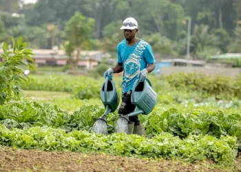 Agriculture intelligente : le Gabon veut modernise sa stratégie agricole avec l’appui du PNUD et de CAFI