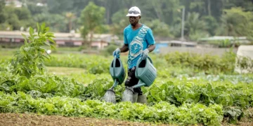 Agriculture intelligente : le Gabon veut modernise sa stratégie agricole avec l’appui du PNUD et de CAFI