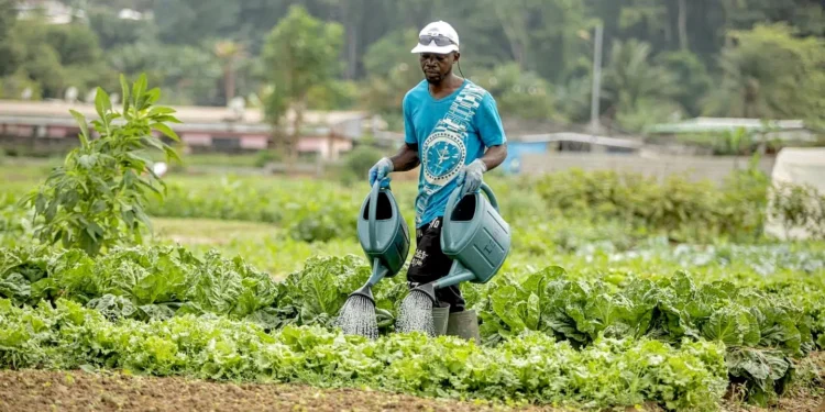 Agriculture intelligente : le Gabon veut modernise sa stratégie agricole avec l’appui du PNUD et de CAFI
