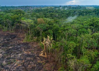 Déforestation : 204 000 km² des forêts du Bassin du Congo pourraient disparaître d’ici 2050   
