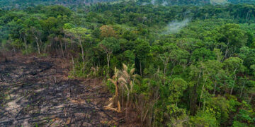 Déforestation : 204 000 km² des forêts du Bassin du Congo pourraient disparaître d’ici 2050   
