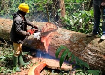 Déforestation : le Gabon classé « faible risque » par l’Union européenne