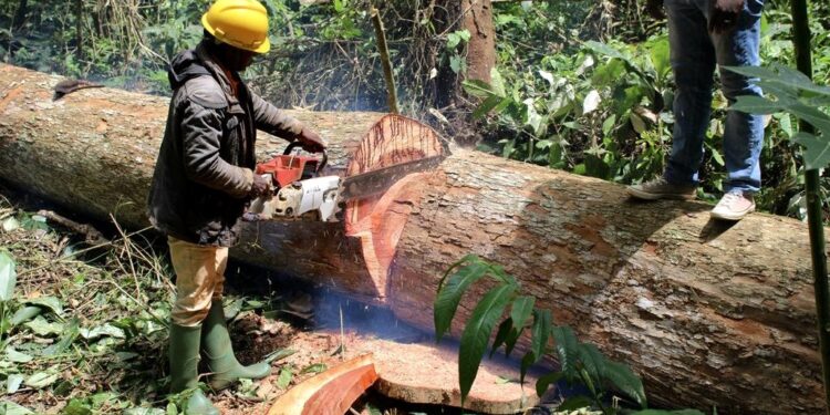 Déforestation : le Gabon classé « faible risque » par l’Union européenne