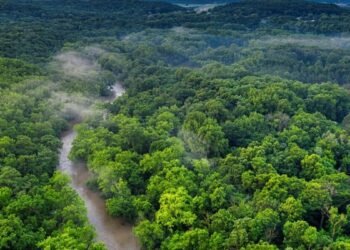 Climat : le Gabon en quête de cohérence institutionnelle et de résultats concrets