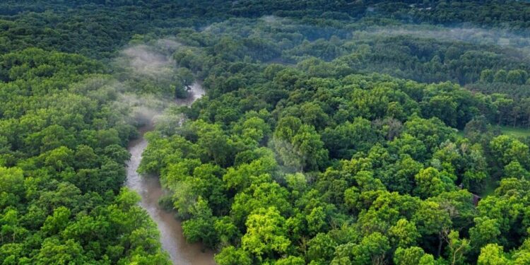 Climat : le Gabon en quête de cohérence institutionnelle et de résultats concrets
