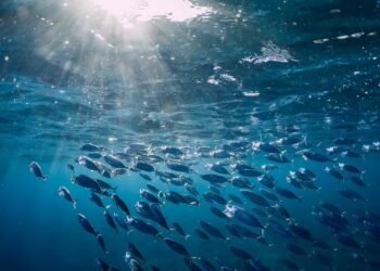 Haute mer : le Gabon va ratifier l’Accord BBNJI