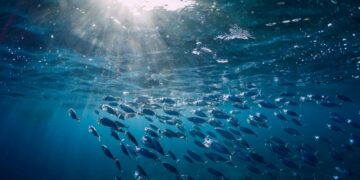 Haute mer : le Gabon va ratifier l’Accord BBNJI