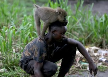 Au Gabon, l’approche One Health pour sauvegarder les ressources naturelles