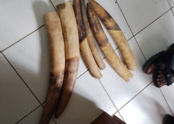 Oyem : trois personnes interpellées avec six pointes d&rsquo;ivoire