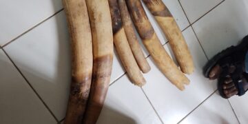 Oyem : trois personnes interpellées avec six pointes d’ivoire