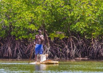Biodiversité : la mangrove gabonaise au cœur des priorités scientifiques