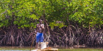 Biodiversité : la mangrove gabonaise au cœur des priorités scientifiques