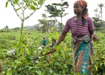 Bassin agricole Ngounié : le vieillissement de la population des agriculteurs menace la pérennisation de la conservation des pratiques culturales traditionnelles liées au manioc cultivé