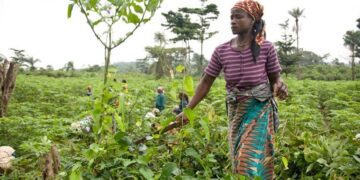 Bassin agricole Ngounié : le vieillissement de la population des agriculteurs menace la pérennisation de la conservation des pratiques culturales traditionnelles liées au manioc cultivé