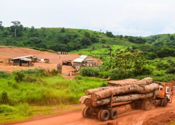 Essences oubliées, forêts menacées : l’urgence de diversifier l’exploitation du bois en Afrique centrale