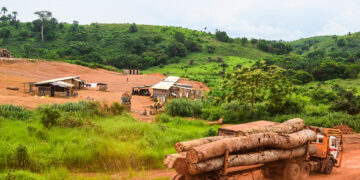 Essences oubliées, forêts menacées : l’urgence de diversifier l’exploitation du bois en Afrique centrale