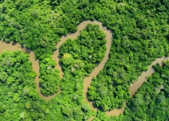 Forêts du bassin du Congo : entre engagements internationaux et défis nationaux
