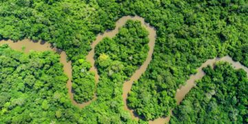 Forêts du bassin du Congo : entre engagements internationaux et défis nationaux