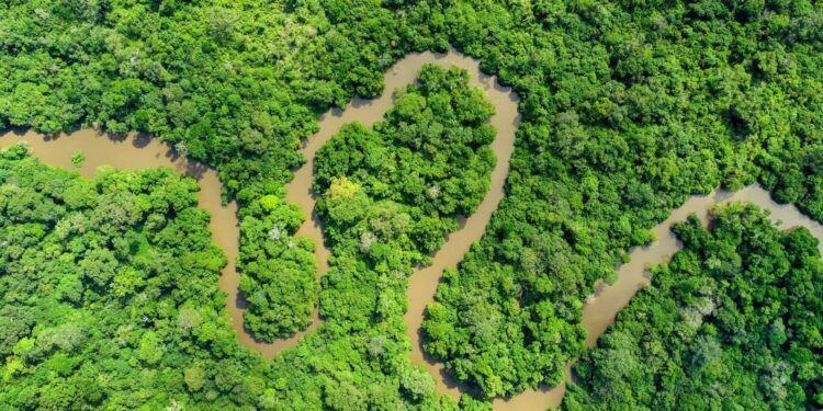 Forêts du bassin du Congo : entre engagements internationaux et défis nationaux