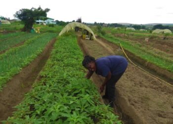 Agronomie : le Gabon compte 349 coopératives