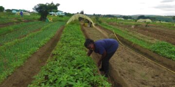 Agronomie : le Gabon compte 349 coopératives