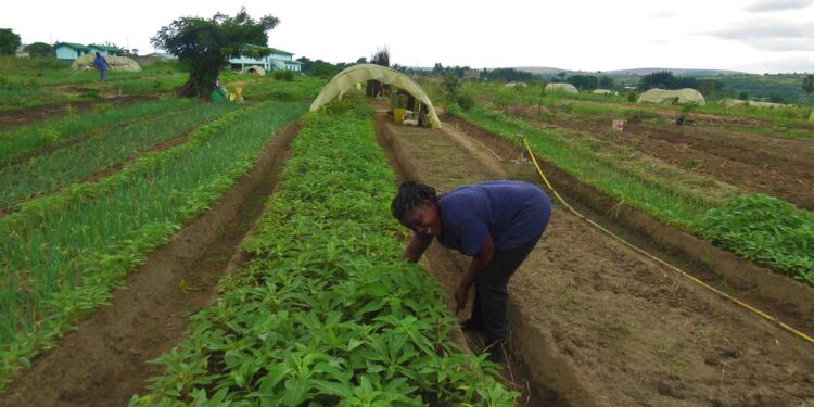 Agronomie : le Gabon compte 349 coopératives