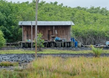 Ecosystèmes côtiers : « nous sommes pour le déguerpissement des populations des mangroves », Landry Lignabou