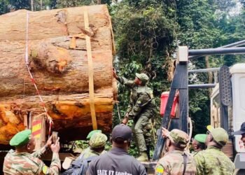 Traçabilité et coupe illégale de bois : une récente sortie du ministre des Eaux et Forêts fait débat