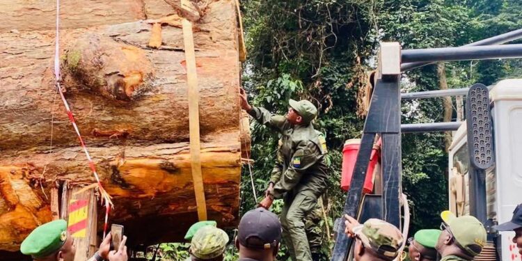 Traçabilité et coupe illégale de bois : une récente sortie du ministre des Eaux et Forêts fait débat