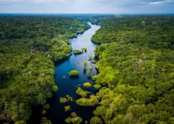 Forêt gabonaise : un capital naturel stratégique salué par la Banque mondiale