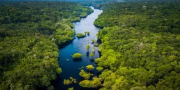 Forêt gabonaise : un capital naturel stratégique salué par la Banque mondiale