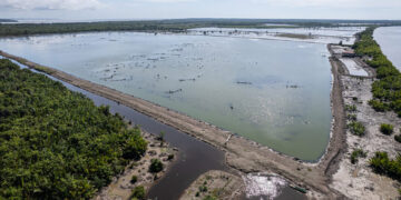 Global Forest Resources Assessments : l’aquaculture et le recul naturel, moteurs de la perte des mangroves à travers le monde