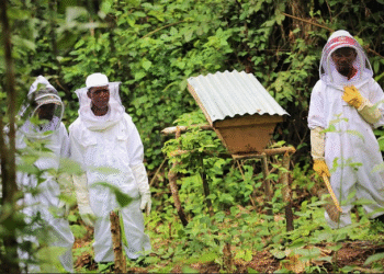 Quand protéger la nature paie enfin, le Gabon investit dans ses communautés rurales