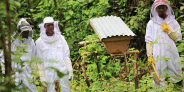 Quand protéger la nature paie enfin, le Gabon investit dans ses communautés rurales