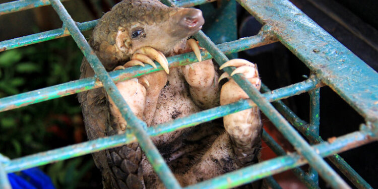 Commerce illégal : 92 cas de trafic d’espèces de faune menacés en Afrique répertoriés par l’Opération SAMA-2