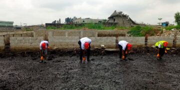 33 Export Corporate Championship : Sobraga renforce son engagement écologique pour la mangrove de Mindoubé