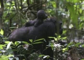 Faune : 35000 individus peuplent les pleines et forêts du Gabon