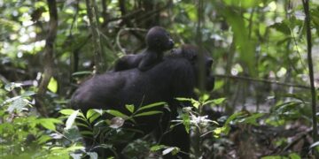 Faune : 35000 individus peuplent les pleines et forêts du Gabon
