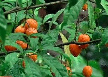 Entre surconsommation et protection, l’équilibre écologique de l’iboga menacé