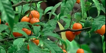 Entre surconsommation et protection, l’équilibre écologique de l’iboga menacé