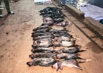 Pongara : 17 porc-épics, 4 céphalophes et 8 crocodiles nains saisis par l’ANPN