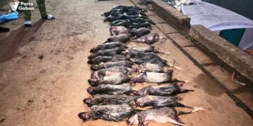 Pongara : 17 porc-épics, 4 céphalophes et 8 crocodiles nains saisis par l’ANPN