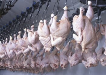 Poulet de chair : 51 000 tonnes manquent à l’appel au Gabon