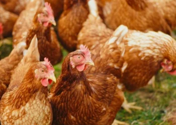 Au Gabon,  un forum national pour penser la domestication de la production de poulet de chair