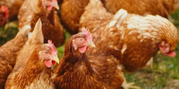 Au Gabon,  un forum national pour penser la domestication de la production de poulet de chair