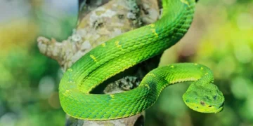 Les serpents, sentinelles invisibles de l’équilibre de nos forêts